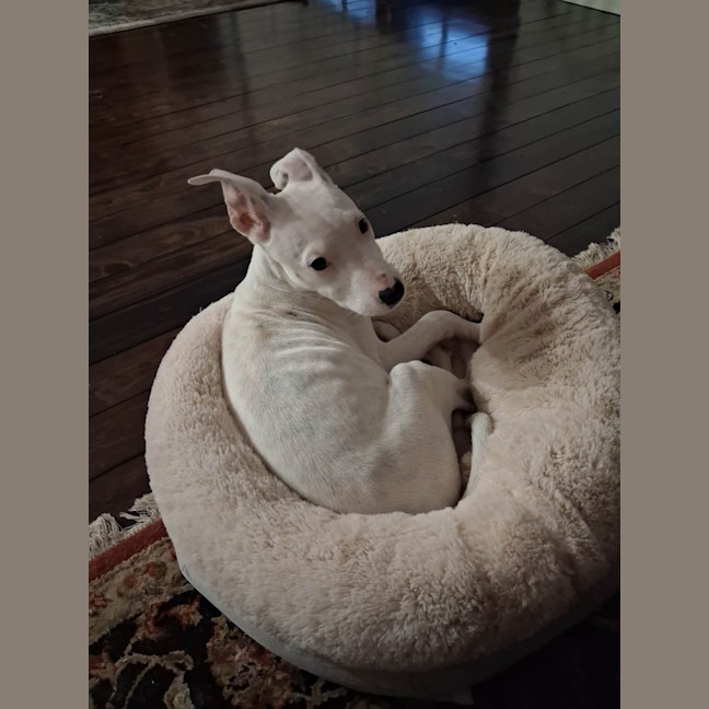 Photo of Sage 