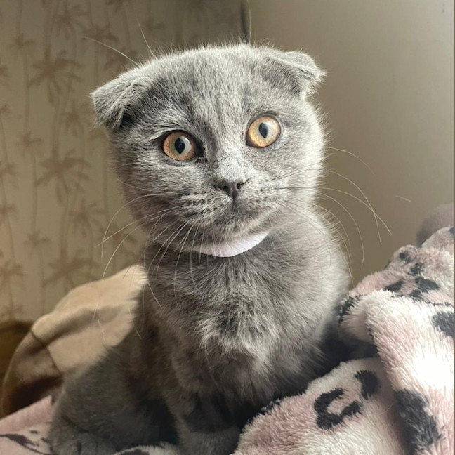 Photo of Hyperion