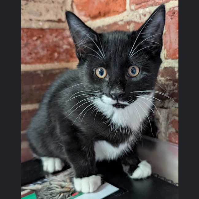 Photo of Buster