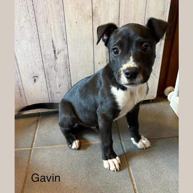 Photo of Gavin