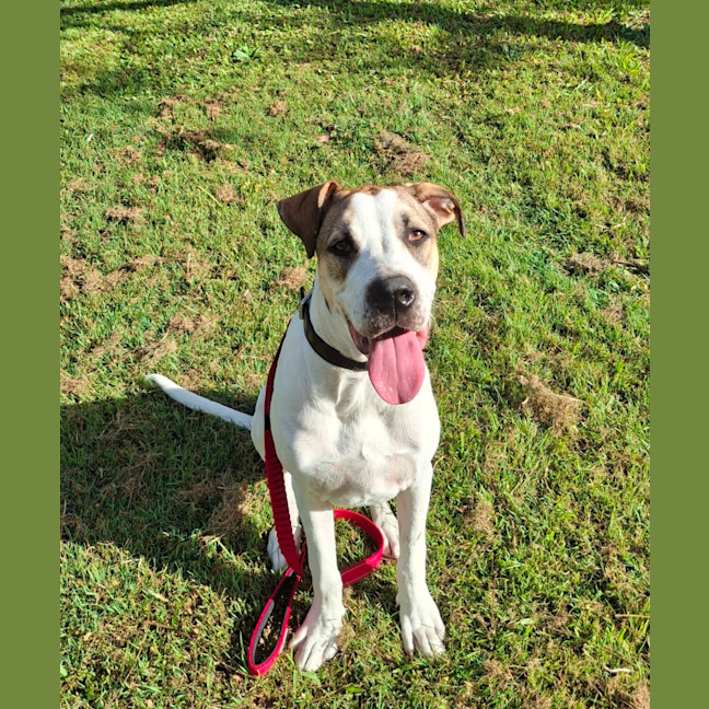 Photo of Clover *$350 Adoption Fee*