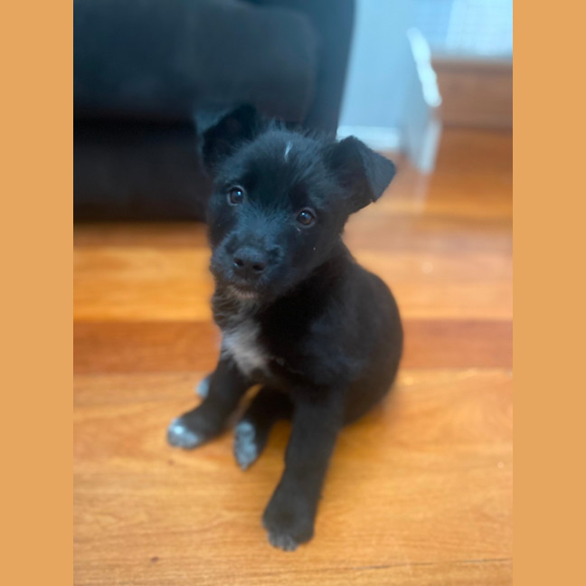 Photo of Ziggy   10 Week Old Cattle Dog X Weimaraner