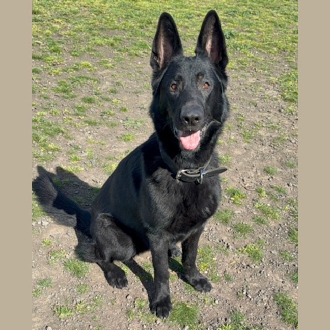 Photo of Bear (67030)