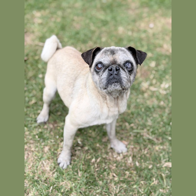 Photo of Pearl