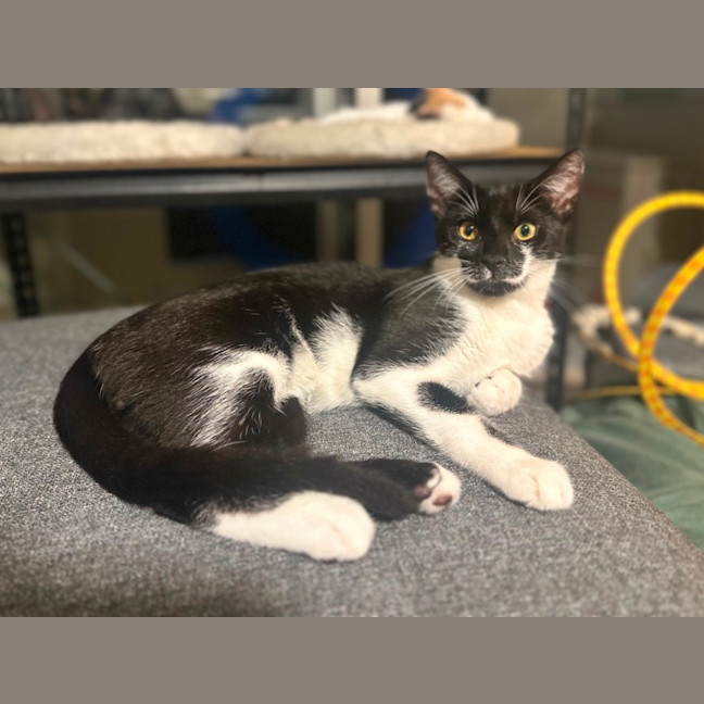 Photo of Oreo