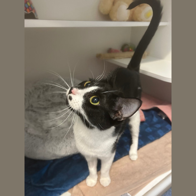 Photo of Stella
