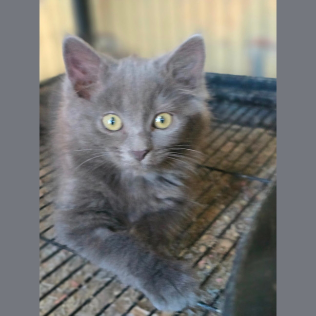 Photo of Pixel
