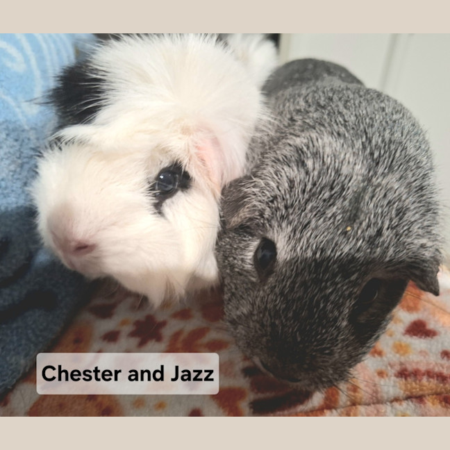 Photo of Chester (Desexed Male) & Jazz (Female)
