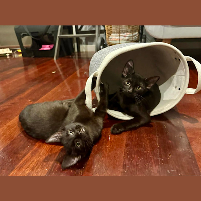 Photo of Oreo