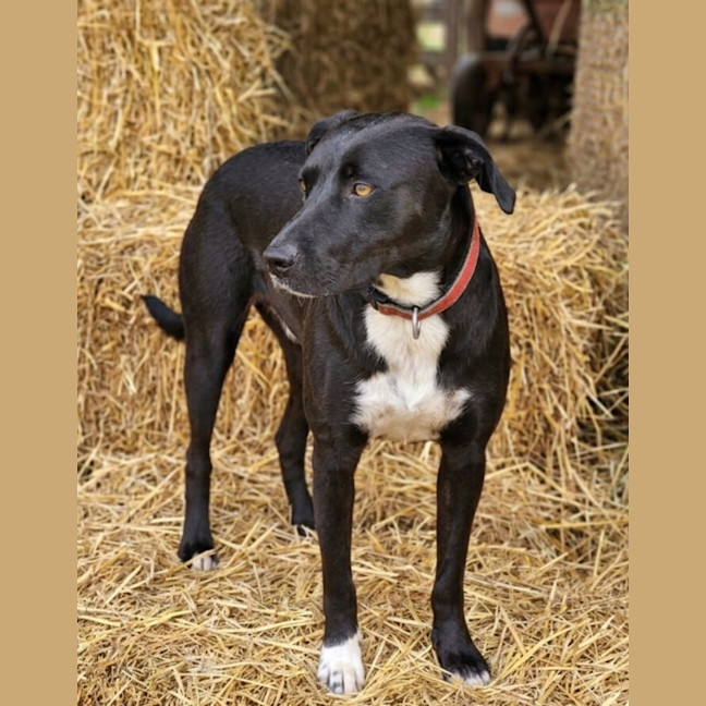 Photo of Scooby