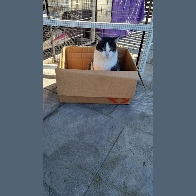 Photo of Gus **A Gentle Giant**