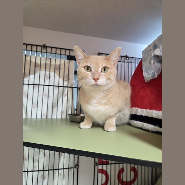 Photo of Peaches