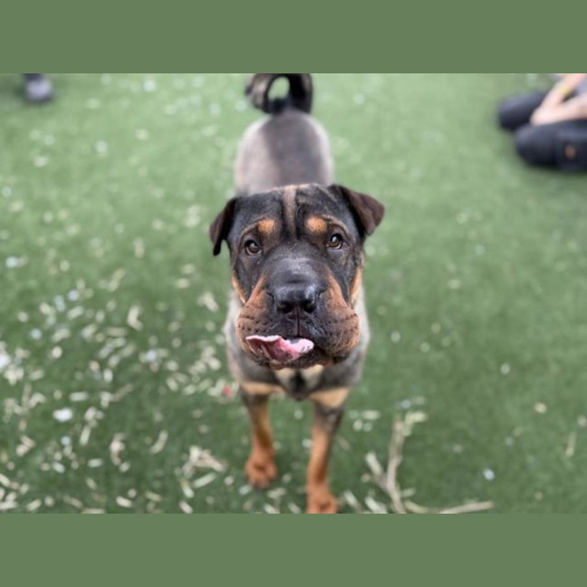 Photo of Bee Imp 2926