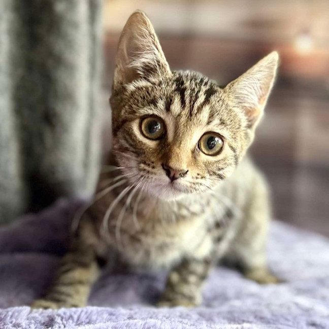 Photo of Buttercup   Meet Me At Ivanhoe East Vet Clinic