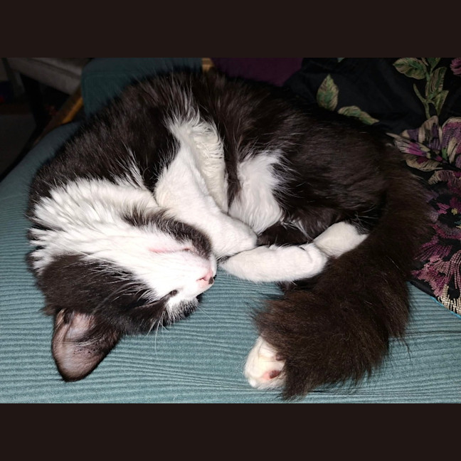 Photo of Tupp