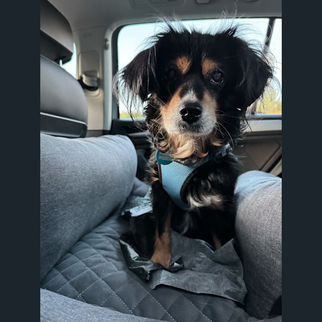 Photo of Sir Battenberg