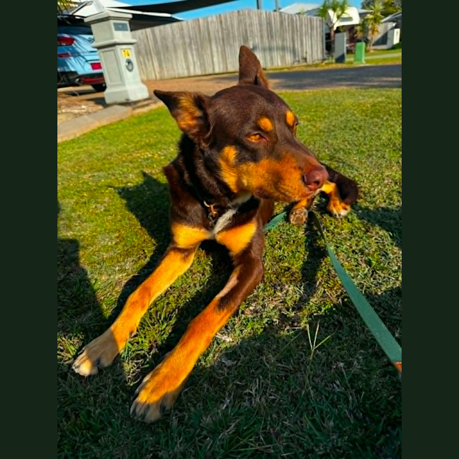 Photo of Rocky