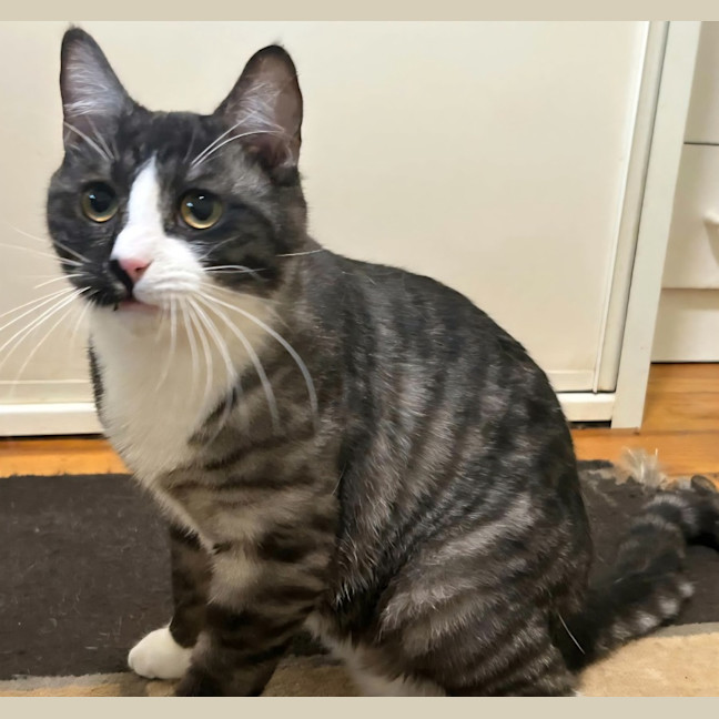 Photo of Tiger