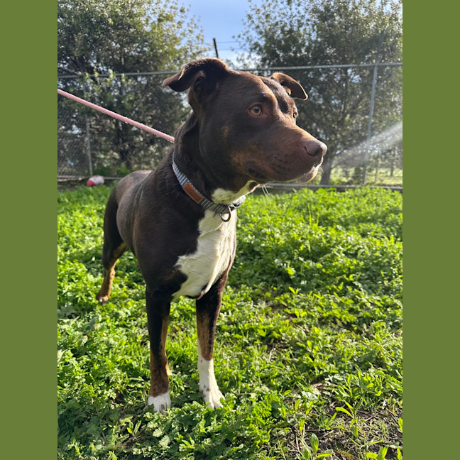 Photo of Whisky (Jameson)