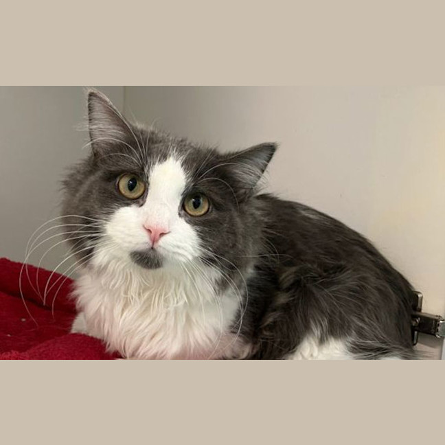 Photo of Sylvester