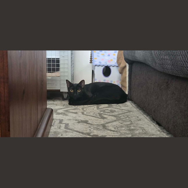 Photo of Purrcival