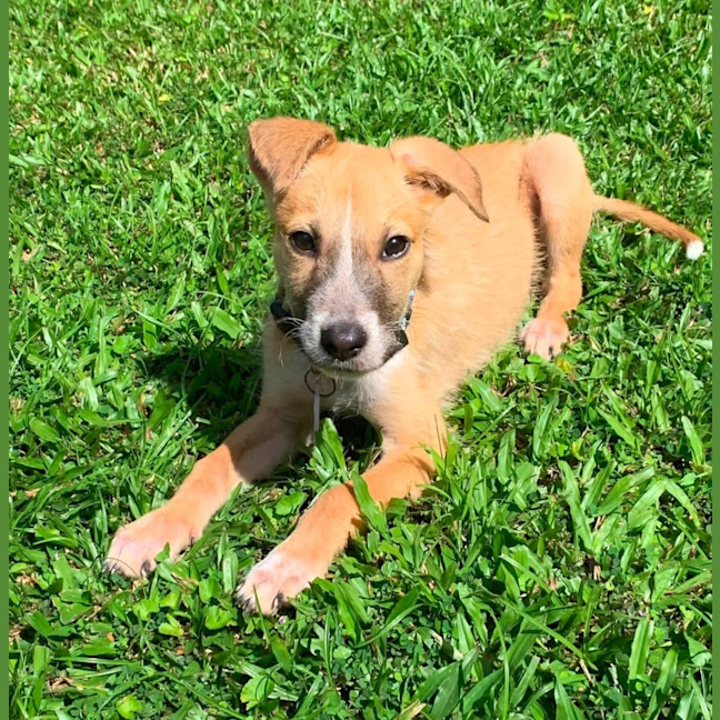 Photo of Scamp