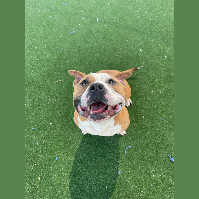 Photo of Motley Imp 1475