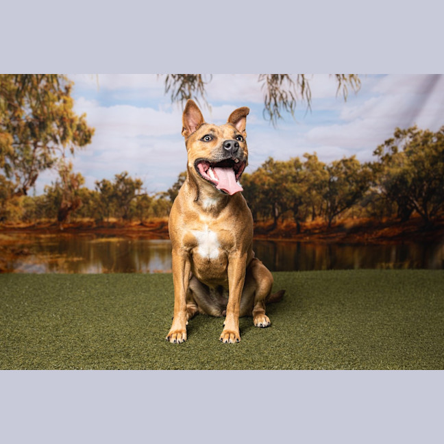 Photo of Layla