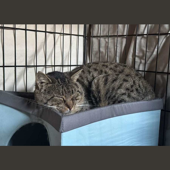 Photo of Shelby