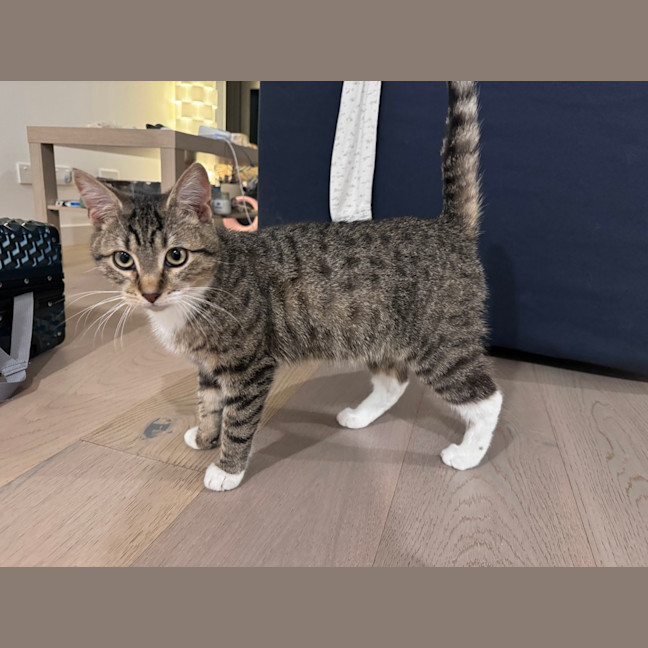 Photo of Pickle