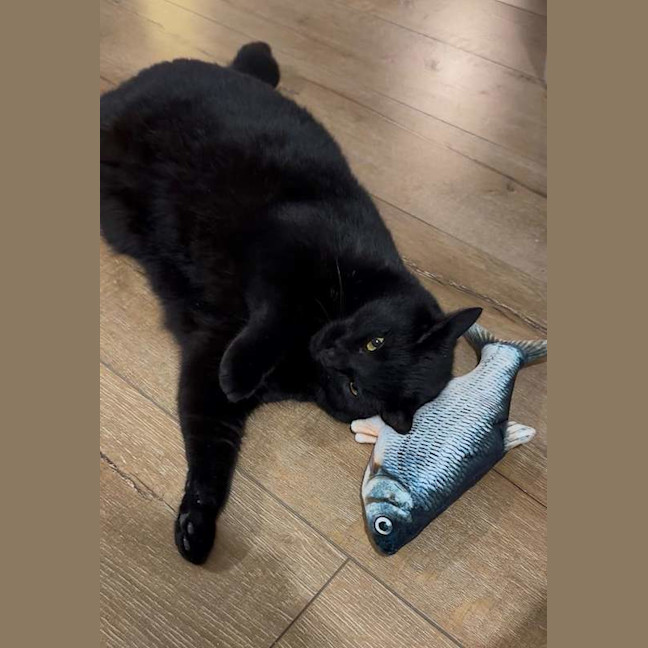 Photo of Kisa