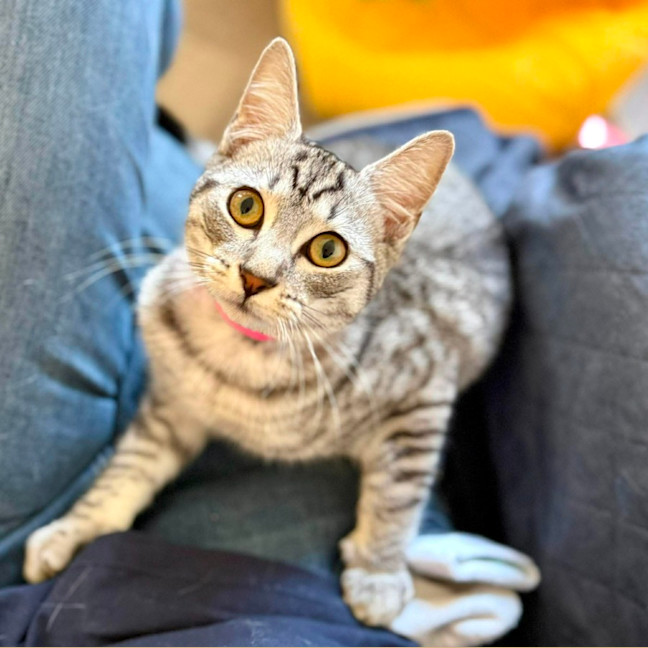 Photo of Frankie   In Foster Care In Coburg