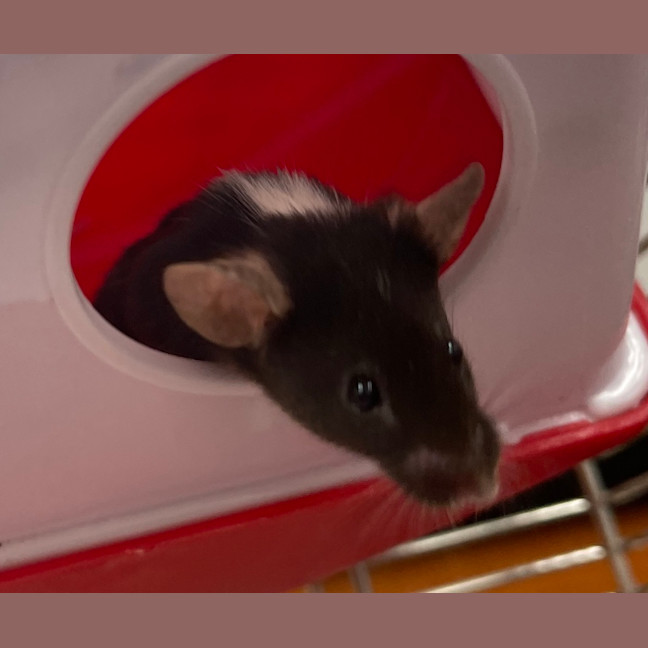 Photo of Wasabi