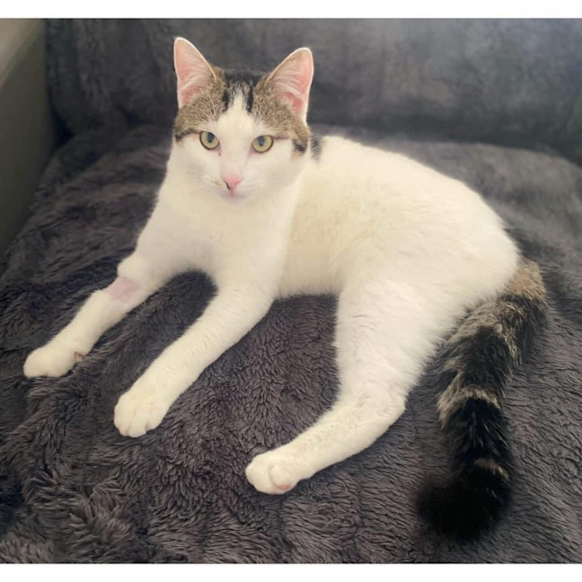 Photo of 11077   Petey