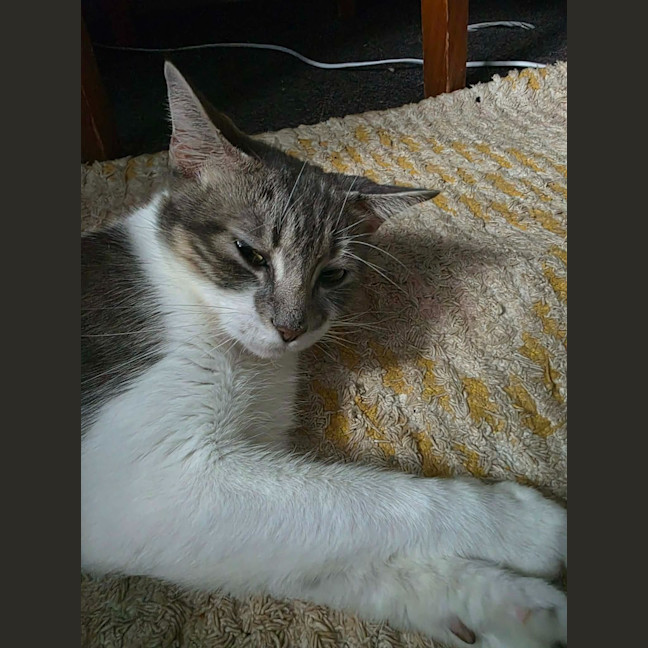Photo of Juniper