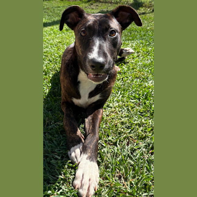Photo of Flicka