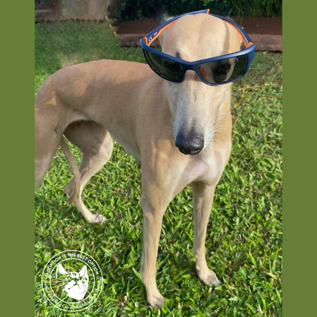 Photo of Susie (Safari Train)