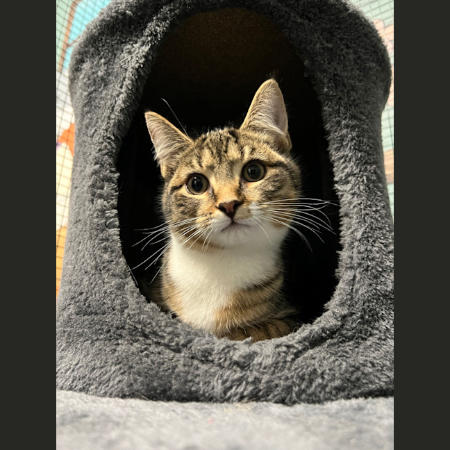 Photo of Whiskey