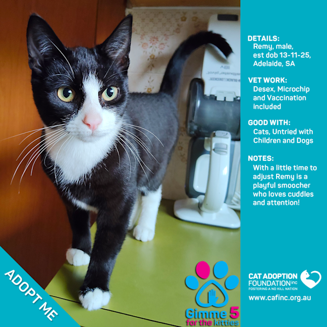 Photo of Remy