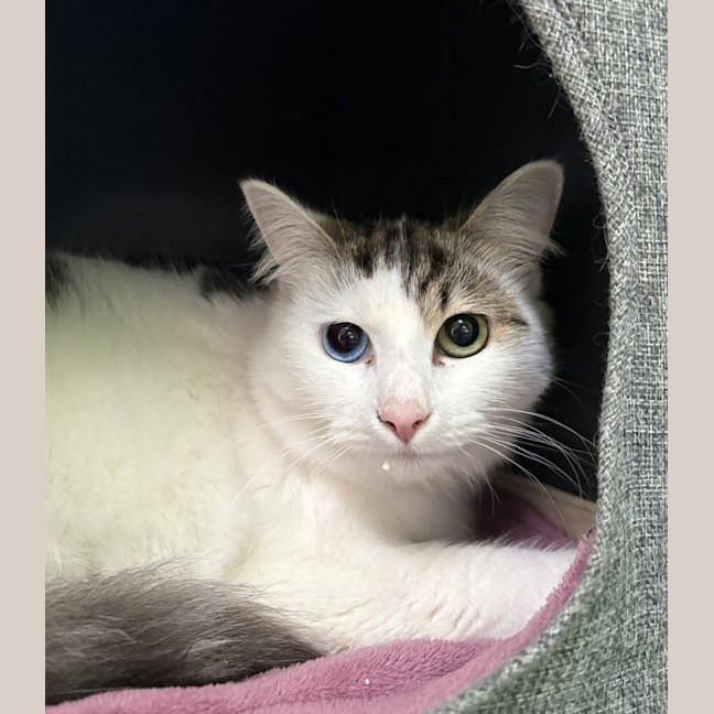Photo of Roo (Bonded To Cucumber)
