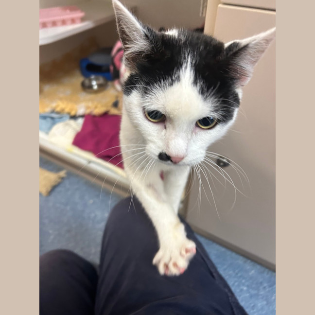 Photo of Sweet Pea
