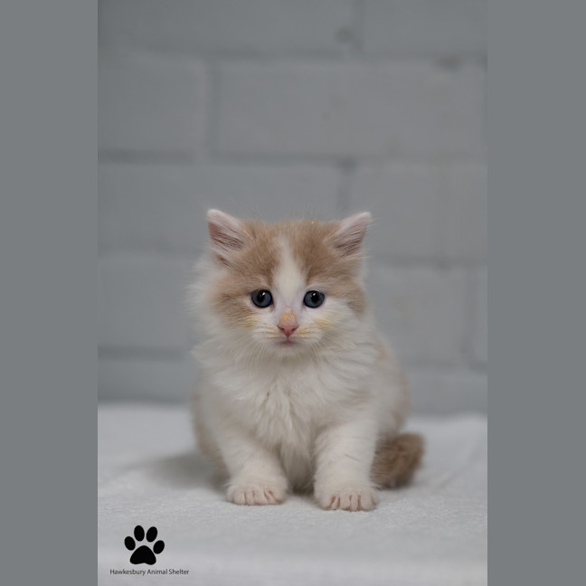 Photo of Buzz