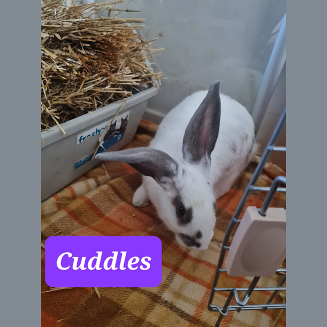 Photo of Cuddles