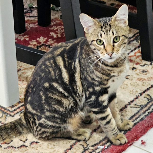 Photo of 12338   Dozer