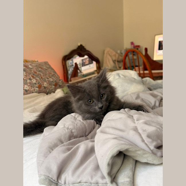 Photo of Peppercorn