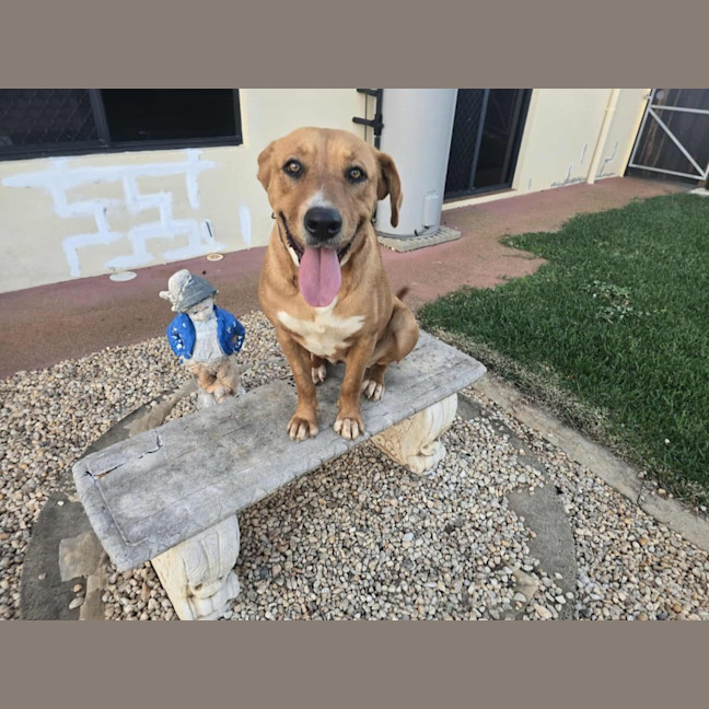 Photo of Honey