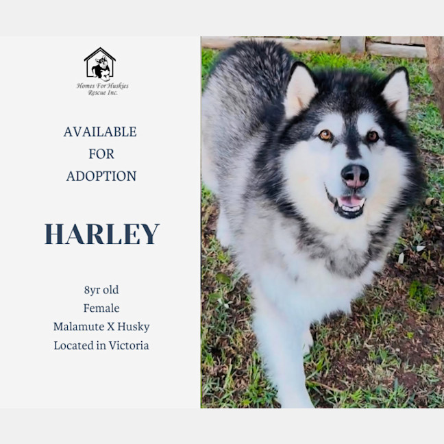 Photo of Harley
