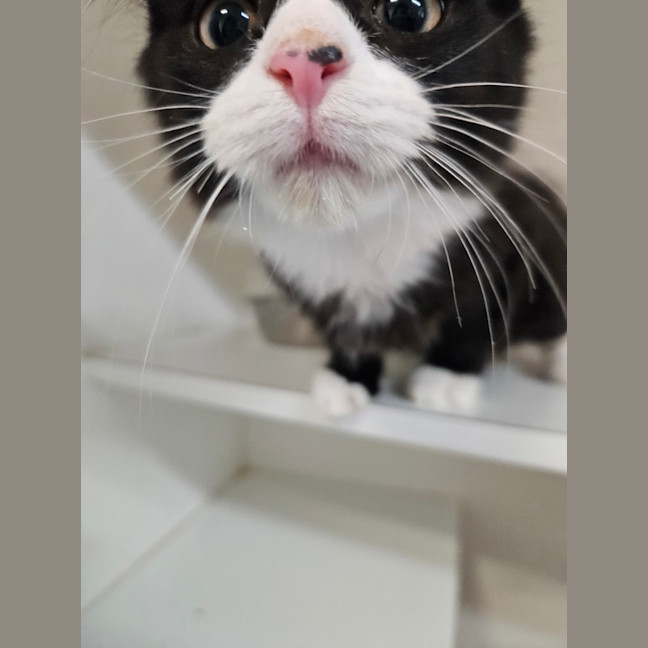 Photo of Dumpling