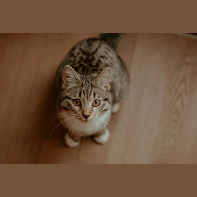 Photo of Rosie
