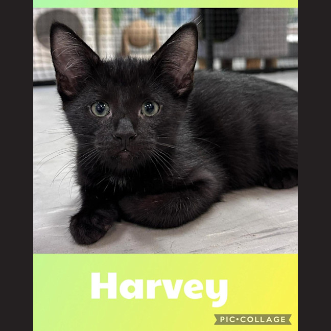 Photo of Harvey